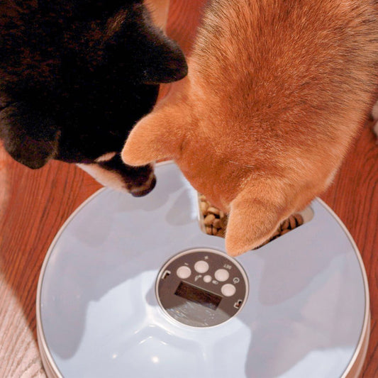 Comedero Automático Circular AURA - 6 Raciones Programables con Voz.